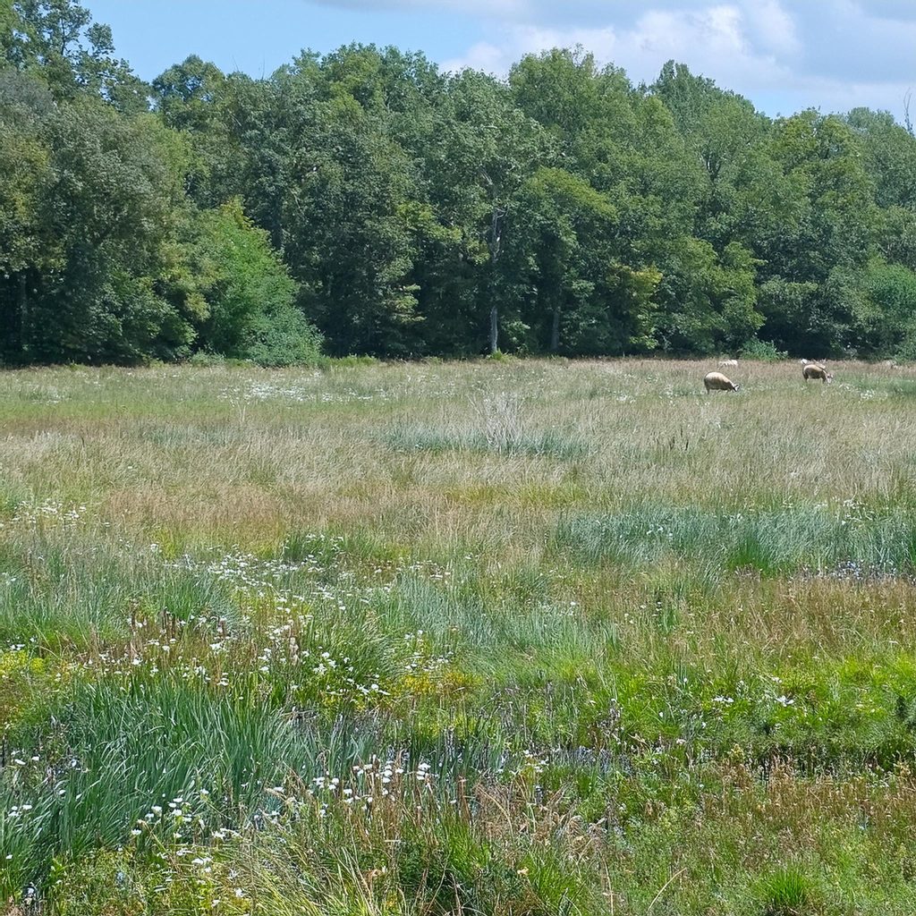 Photo d'une prairie à Saulgond. Champ avec des herbes hautes et des fleurs, des moutons paissent en arrière-plan.