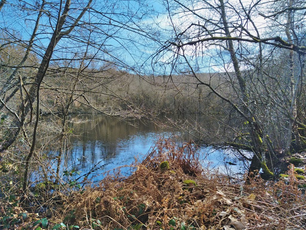 Photo d'un étang avec ses berges. Le côté sauvage et naturel est bien visible